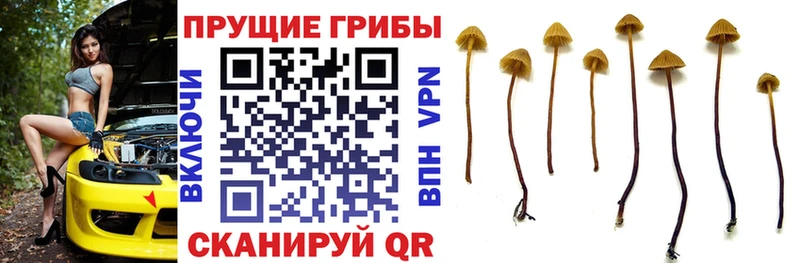 купить наркотики сайты  Вязьма  Псилоцибиновые грибы ЛСД 